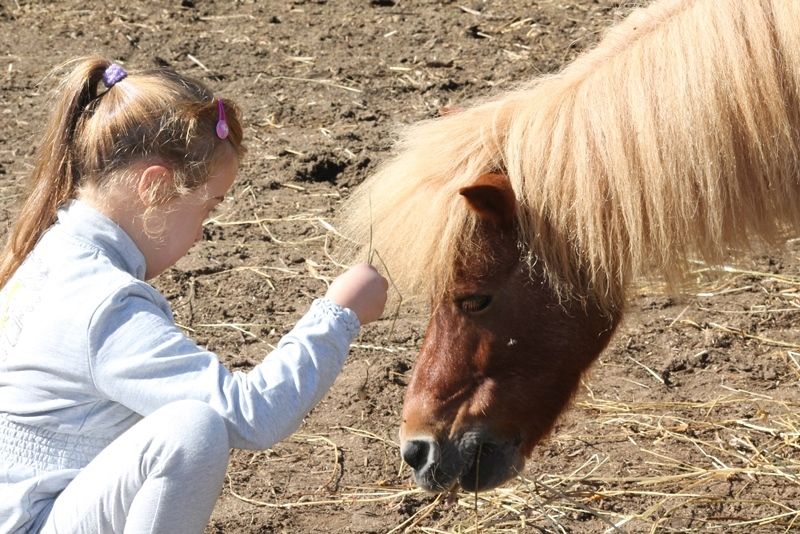 Al via da gennaio il corso Base Coadiutore del Cavallo IAA Fise-Logos