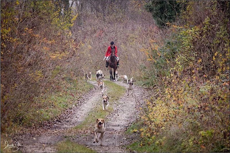 Caccia a Cavallo: disponibile il Regolamento 