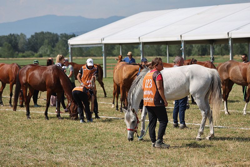 Endurance: da domani 12 titoli nazionali in palio a Castiglione del Lago 