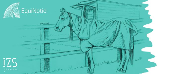 Salute e benessere del cavallo 
