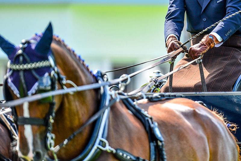Attacchi: online il Regolamento FEI Driving e Paradriving e Nuove Riprese FEI Driving 2026 