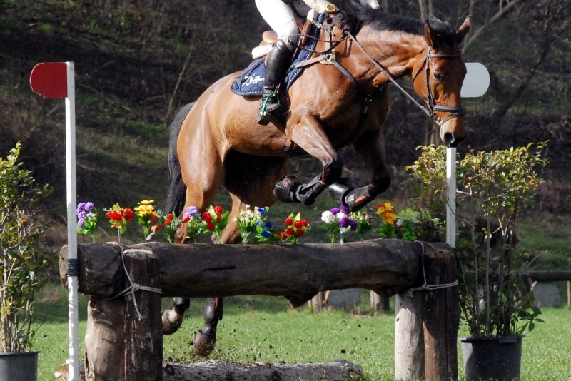 Azzurri ai Campionati del Mondo dei cavalli giovani