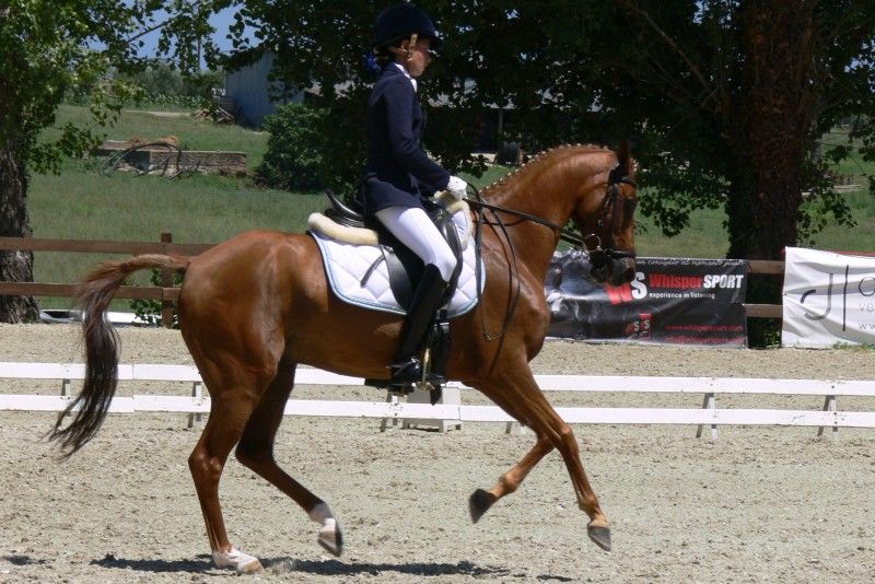 Al via le iscrizioni al Master Sud Italia Dressage