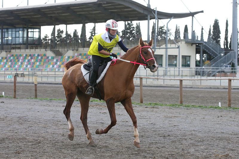 HH Sh. Mohammed Bin Rashid Al Maktoum Endurance Cup