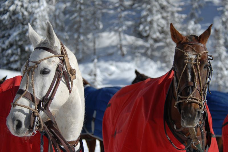 Italia Polo Challenge - Cortina 2020: oggi sfilata e presentazione delle squadre