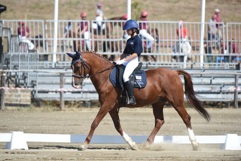 Dressage Pony