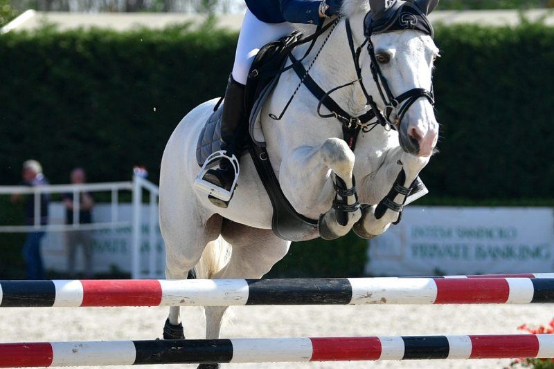 FEI: misurazione Pony. Il 20 ottobre all’Arezzo Equestrian Centre