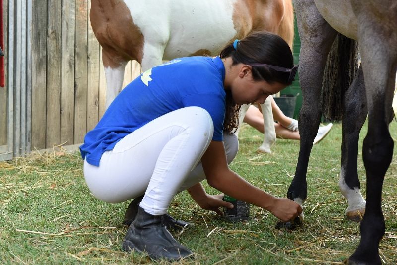 Conoscere il Mondo Equestre: il Test