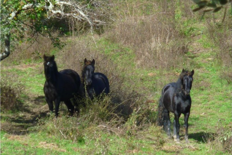 Cavalli italiani nei centri ippici del Veneto. Partito il progetto pilota “razze autoctone”