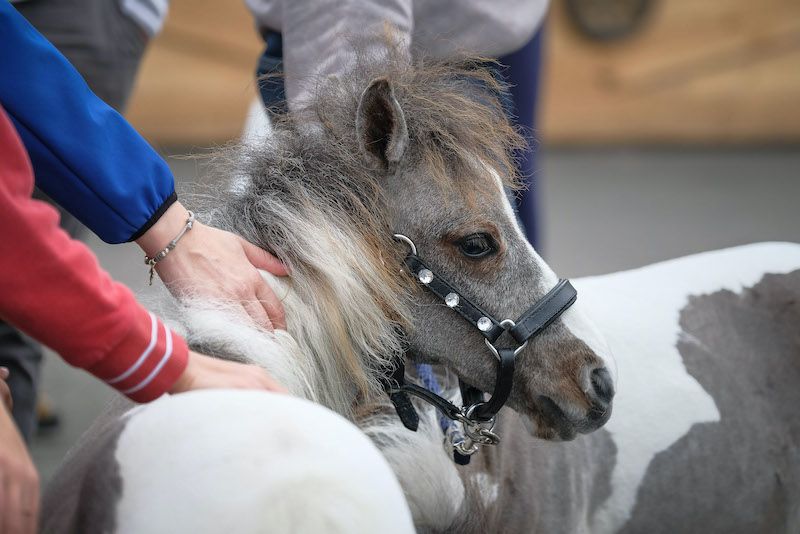 Fieracavalli 2022, edizione nel segno dei progetti solidali
