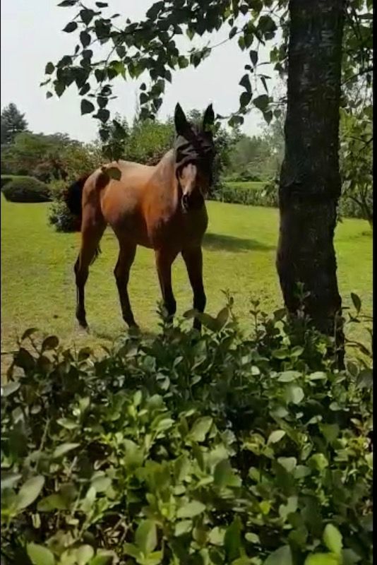 Addio a Lianos. Il Campione del Mondo