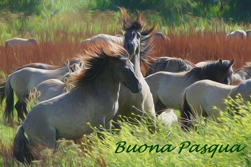 Auguri dalla FISE