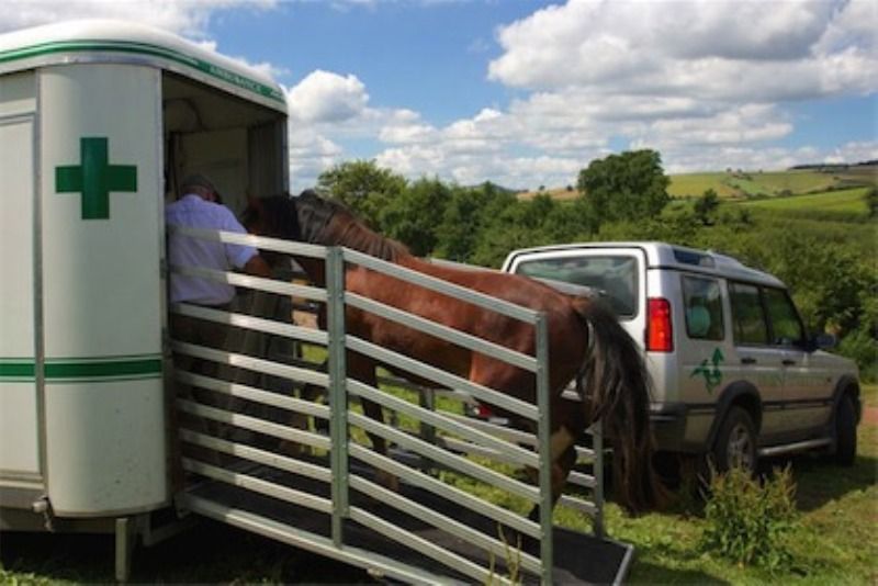 Corso in Horse Ambulance Groom 2017, al via la seconda edizione aperta a veterinari e non