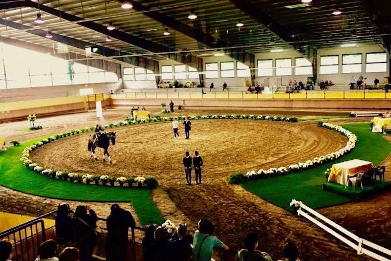 Volteggio: al Circolo Ippico Monzese il 1° corso di preparazione del cavallo alla longia