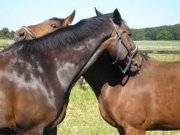 Convegno su “Cavallo riabilitato – per riabilitare”