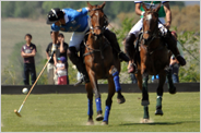 polo